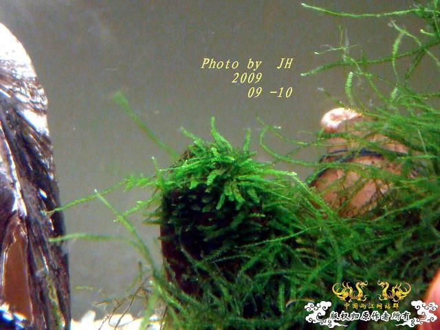 [原创]白叉和它的原生邻居们