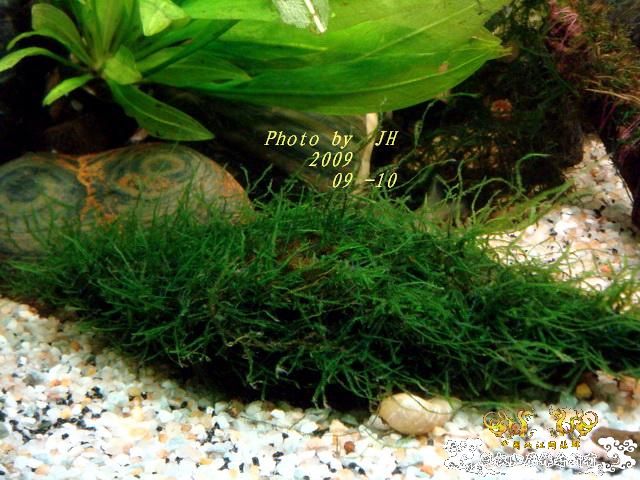 [原创]白叉和它的原生邻居们