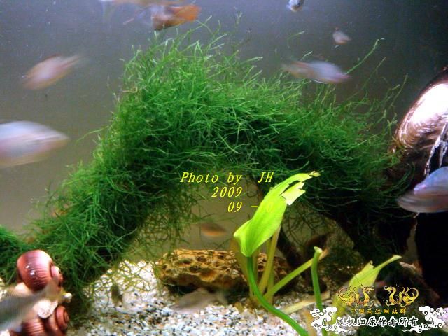 [原创]白叉和它的原生邻居们