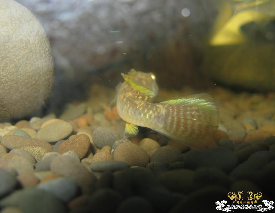 另一个600缸——“猛鱼”混养