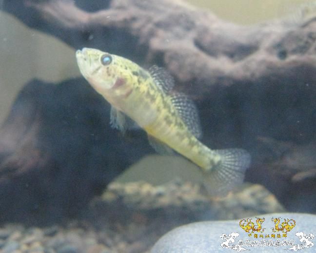 另一个600缸——“猛鱼”混养