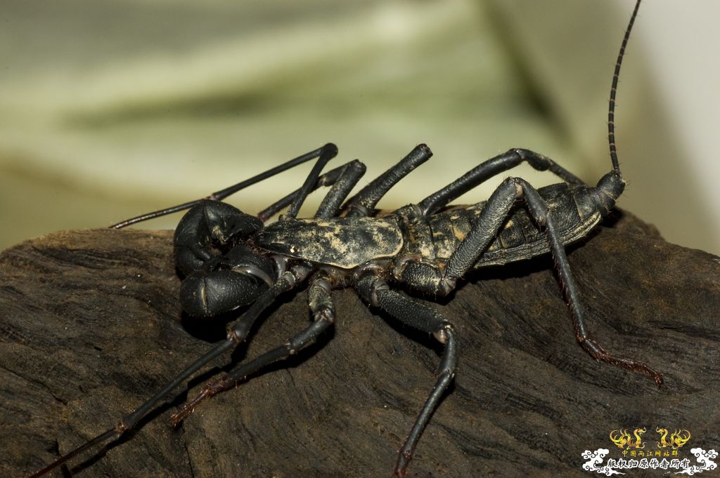 [原创鞭蝎新照！