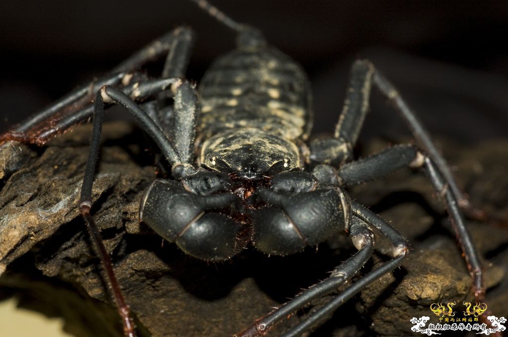 [原创鞭蝎新照！