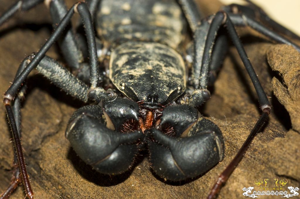 [原创鞭蝎新照！