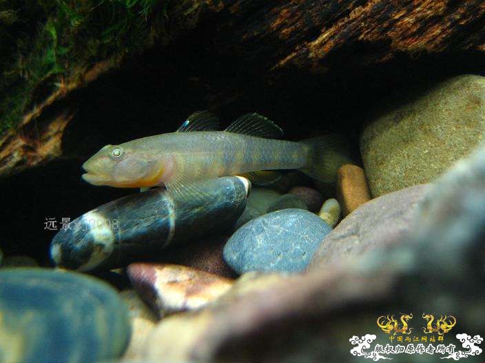 这虾虎有点半透明