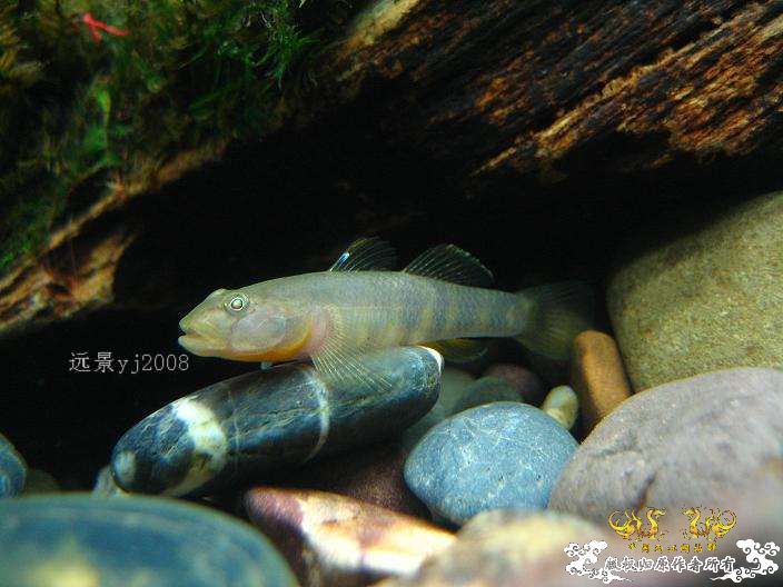 这虾虎有点半透明