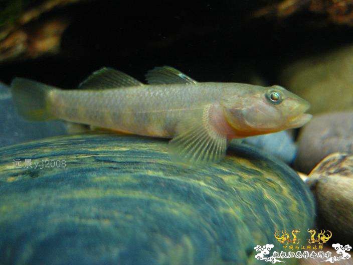 这虾虎有点半透明