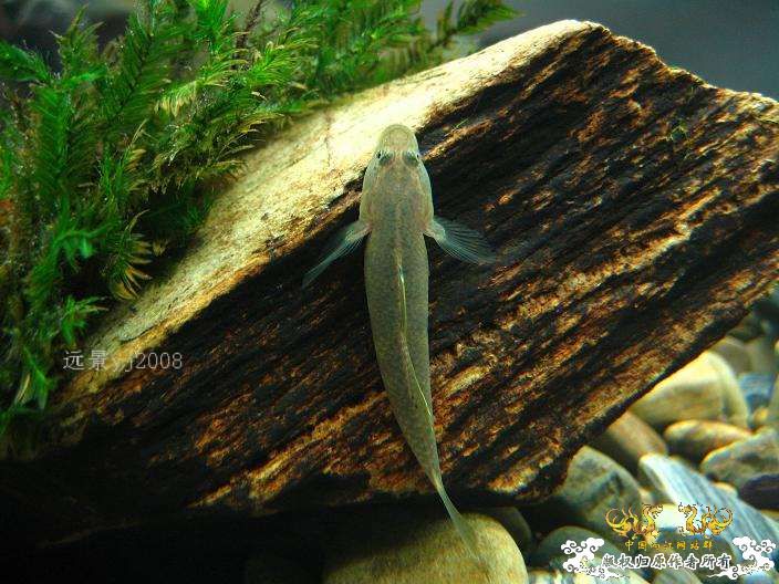 这虾虎有点半透明