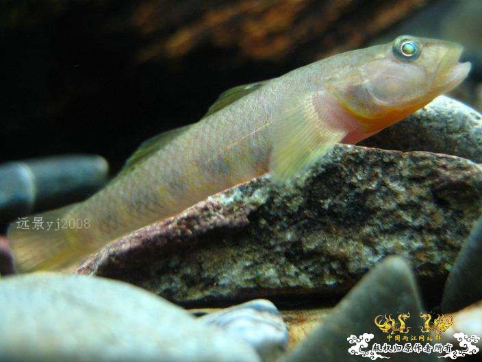 这虾虎有点半透明