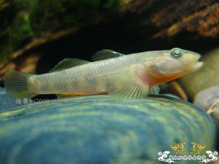 这虾虎有点半透明