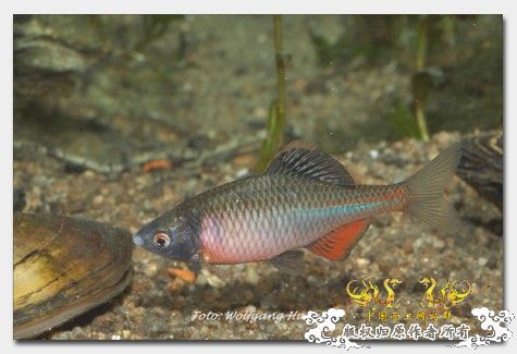 有点发色的黑龙江（1p）_删补版