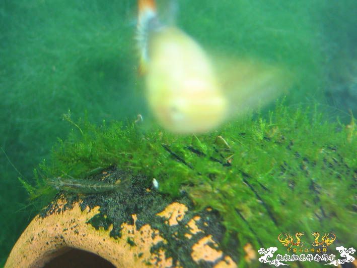 哈哈哈~~新品种莫丝！！！囧 囍囍