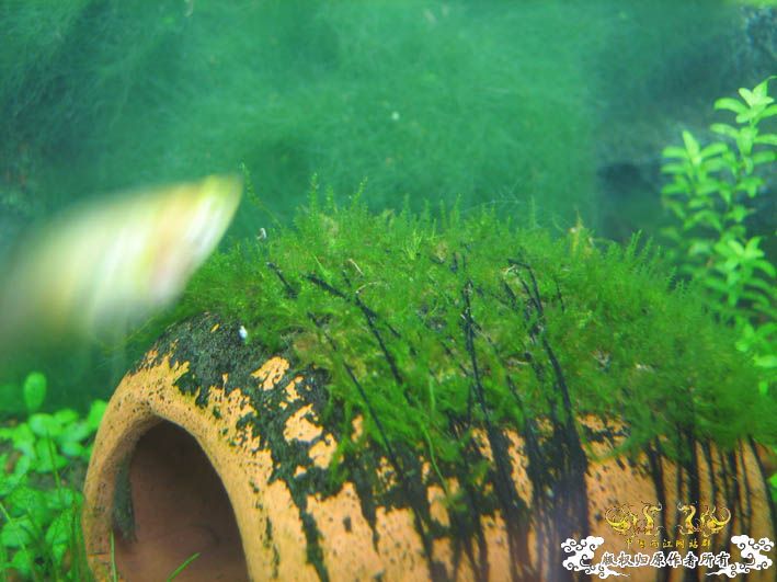 哈哈哈~~新品种莫丝！！！囧 囍囍