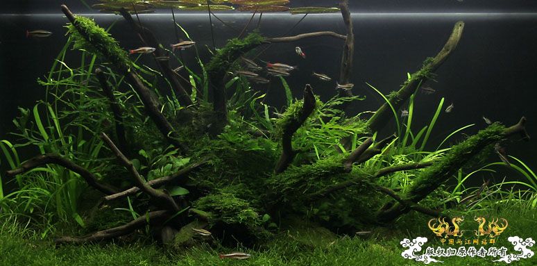 [转帖]波兰草友的金丝鱼缸 [3P]