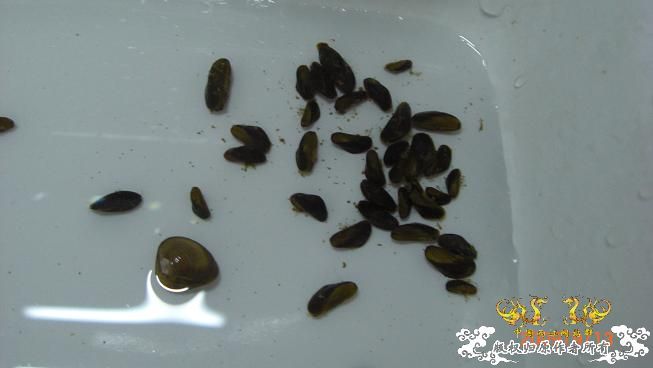 一些小动物。。可惜我不能养活