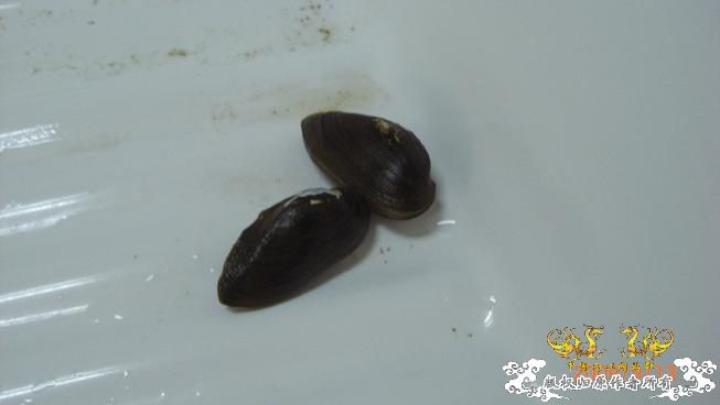 一些小动物。。可惜我不能养活