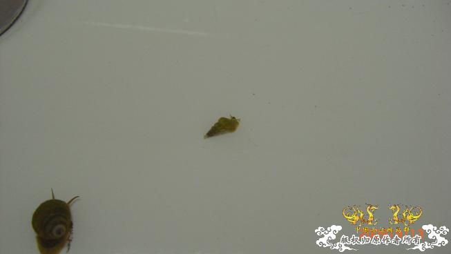 一些小动物。。可惜我不能养活