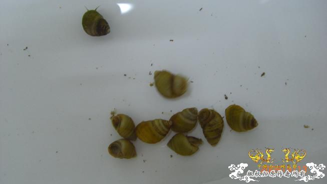 一些小动物。。可惜我不能养活