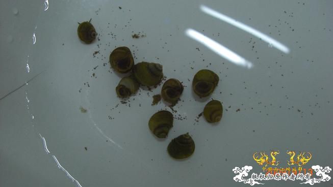 一些小动物。。可惜我不能养活