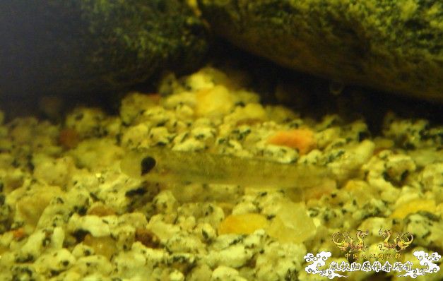 [求助]这是什么虾虎？？？