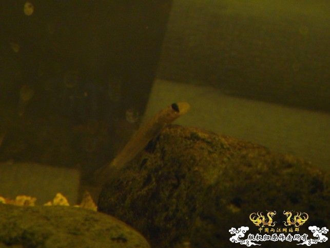 [求助]这是什么虾虎？？？