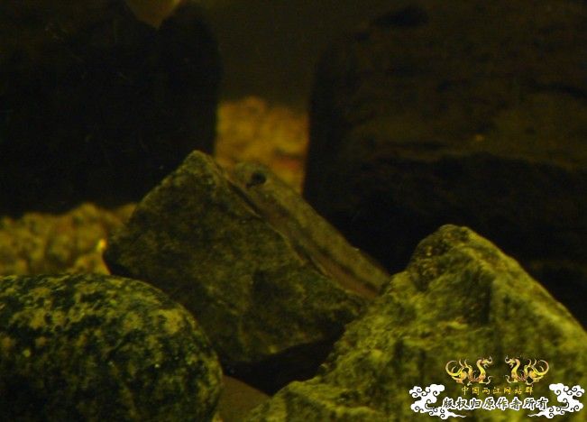 [求助]这是什么虾虎？？？