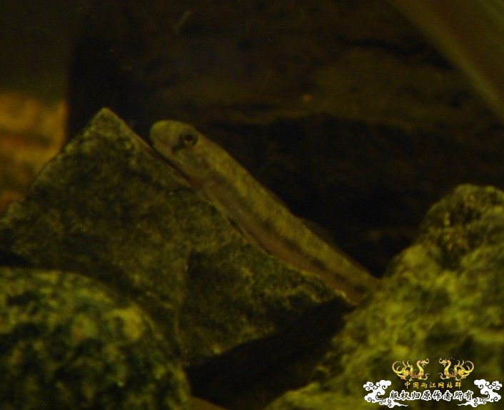 [求助]这是什么虾虎？？？