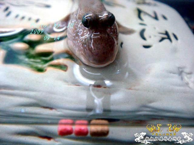 [原创]吃还是不吃，是个问题！