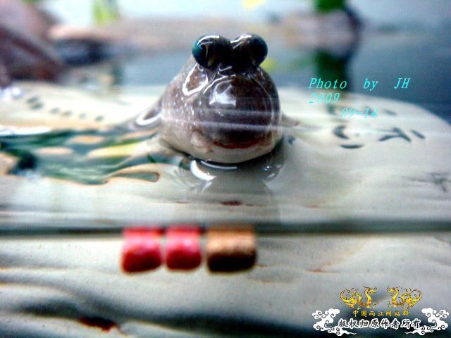 [原创]吃还是不吃，是个问题！