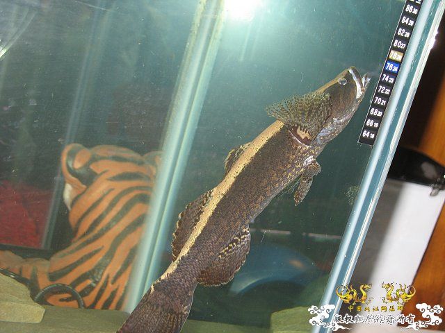 这什么塘鳢。。。