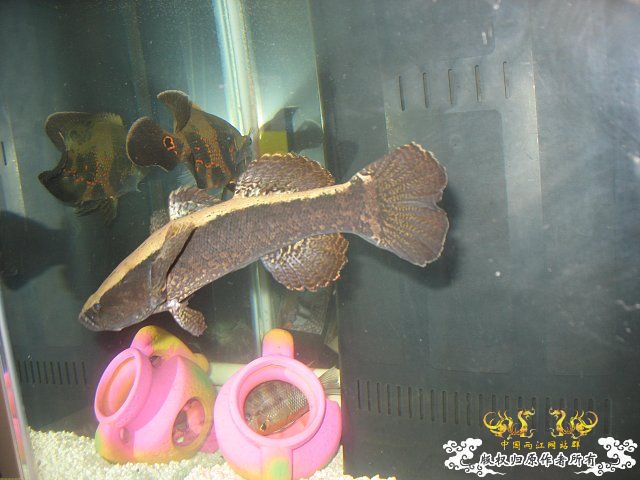 这什么塘鳢。。。