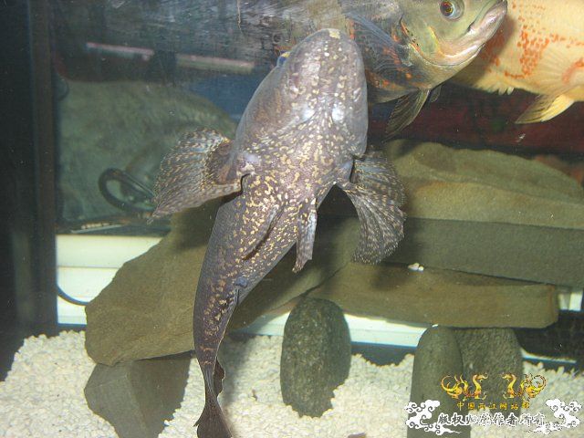 这什么塘鳢。。。
