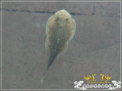 吾家有鱼初长成