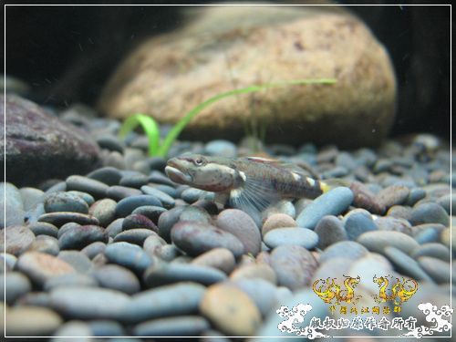 吾家有鱼初长成