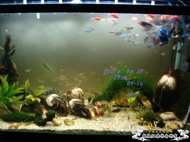 原生的不同驯化阶段