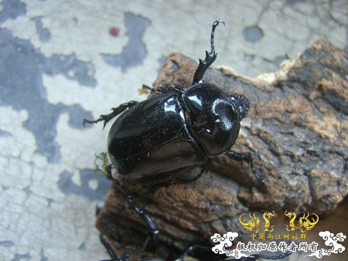 中国比较稀少的犀金龟