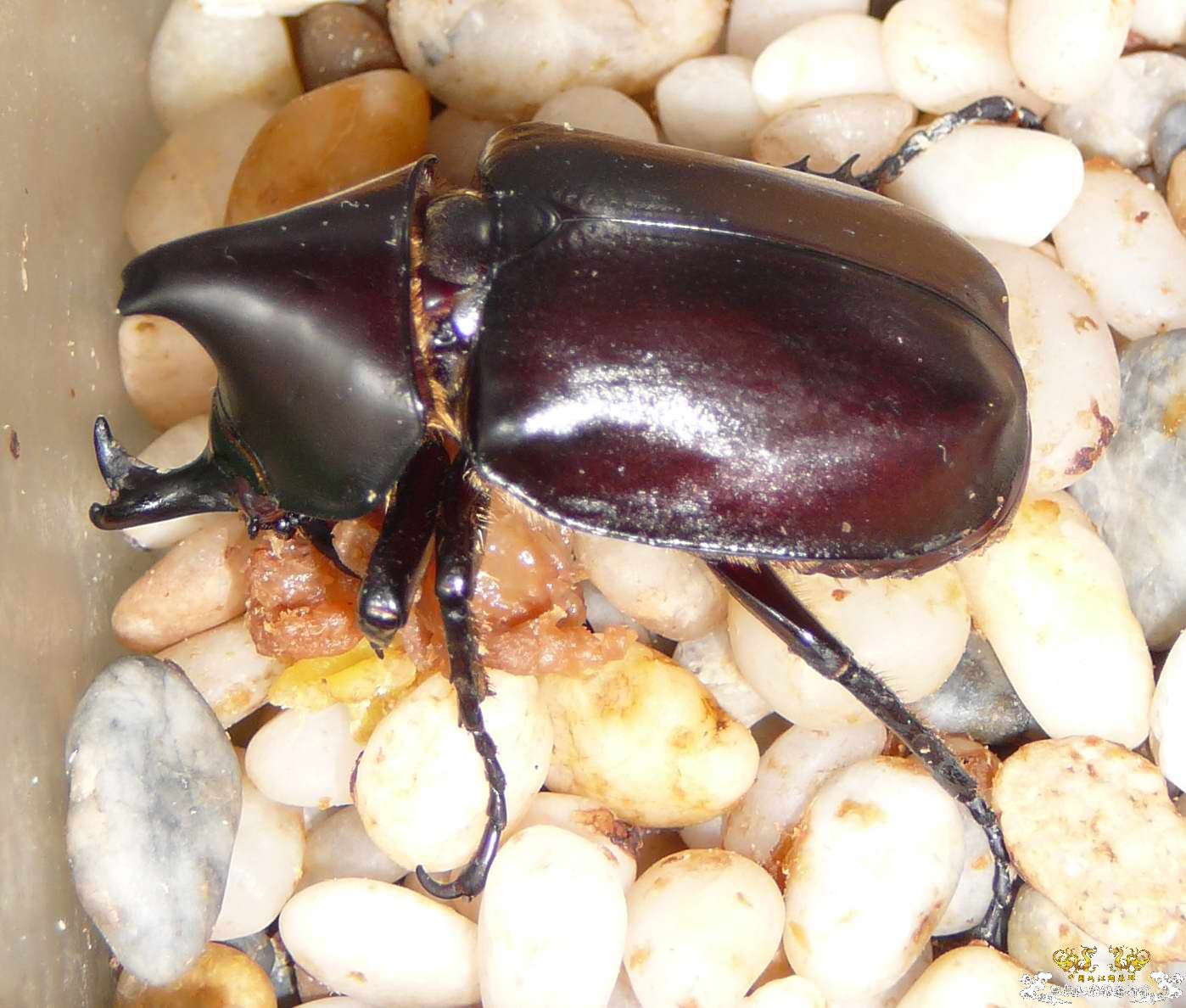 中国比较稀少的犀金龟