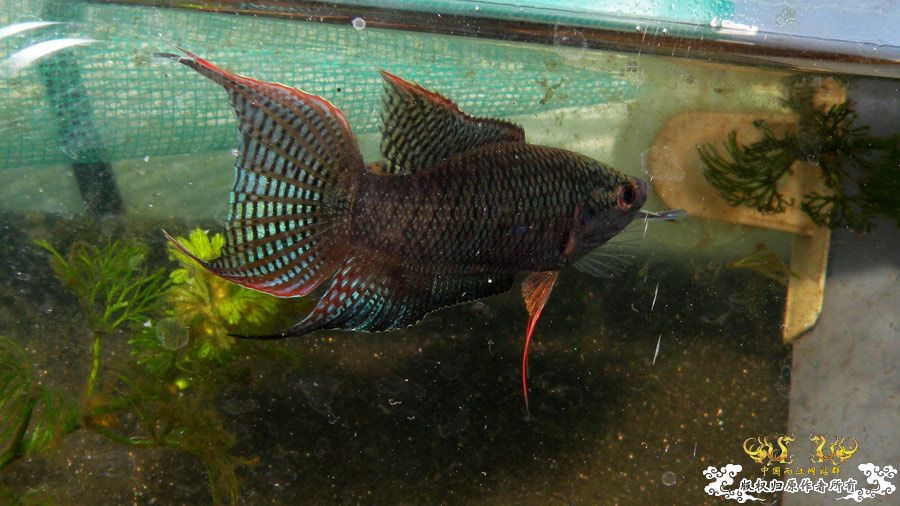 壮家叉系列之壮家德保黑叉“展翼”