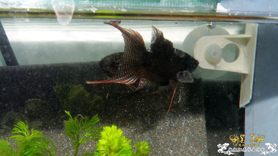 壮家叉系列之壮家德保黑叉“展翼”