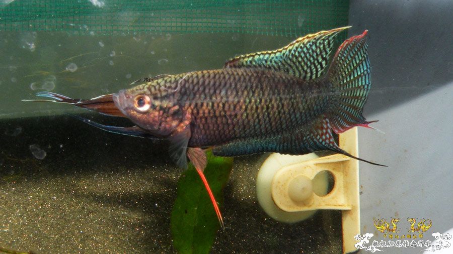 壮家叉系列之壮家德保黑叉“展翼”