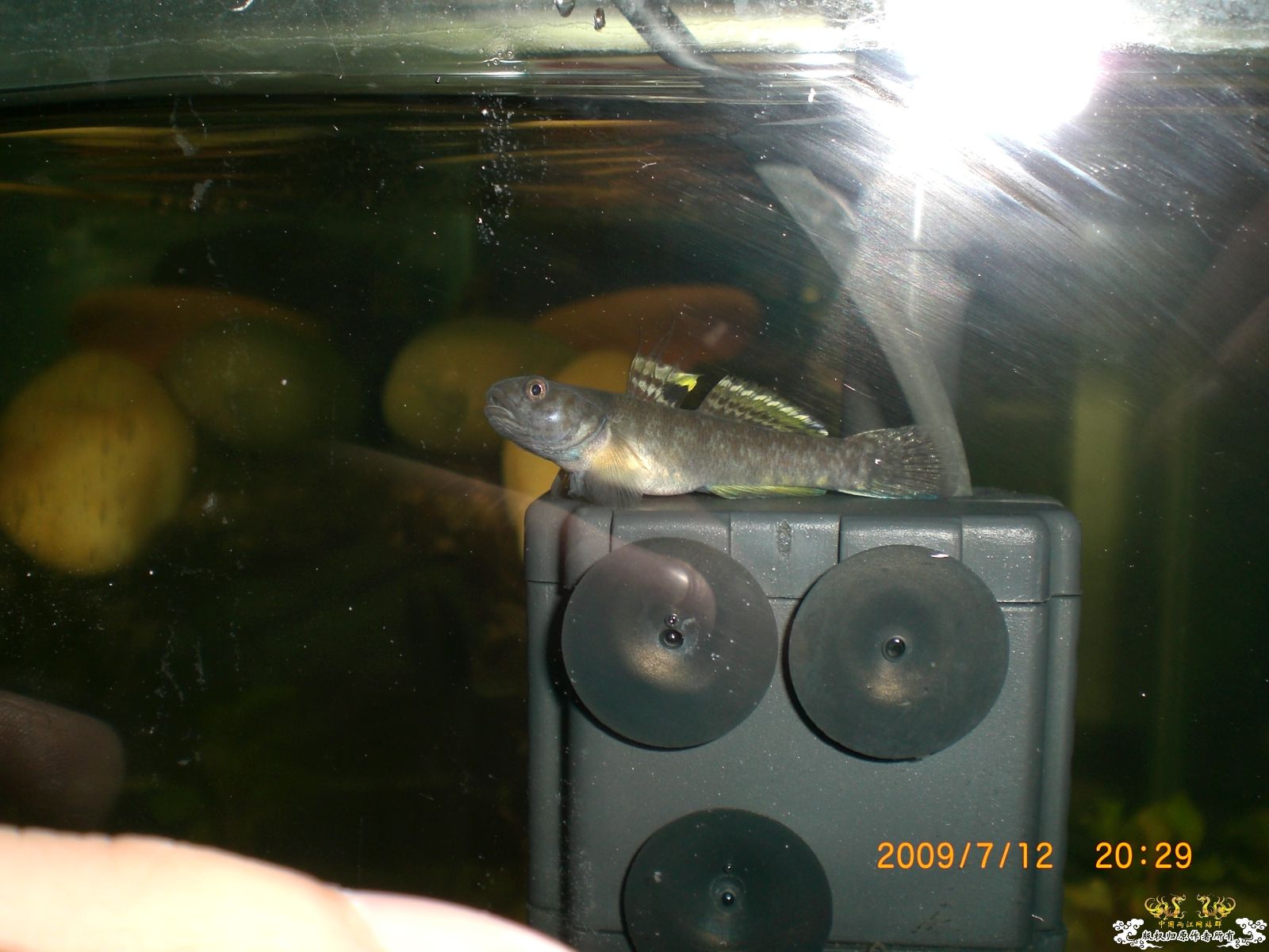 秀一下天线小子