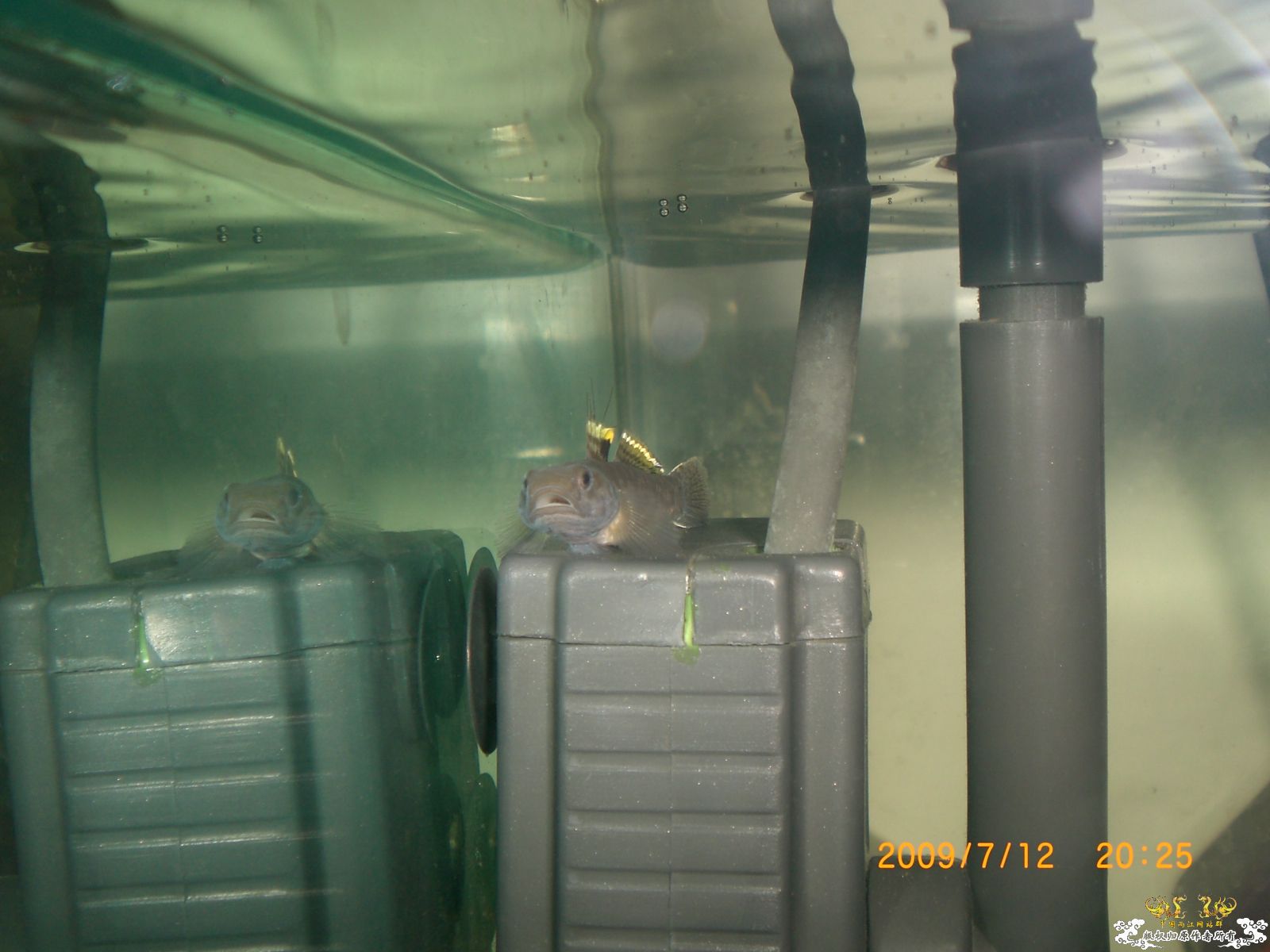 秀一下天线小子