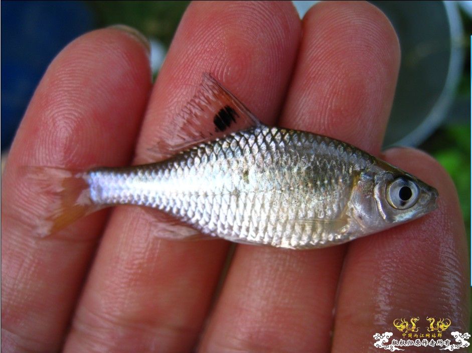 这是什么旁皮啊？