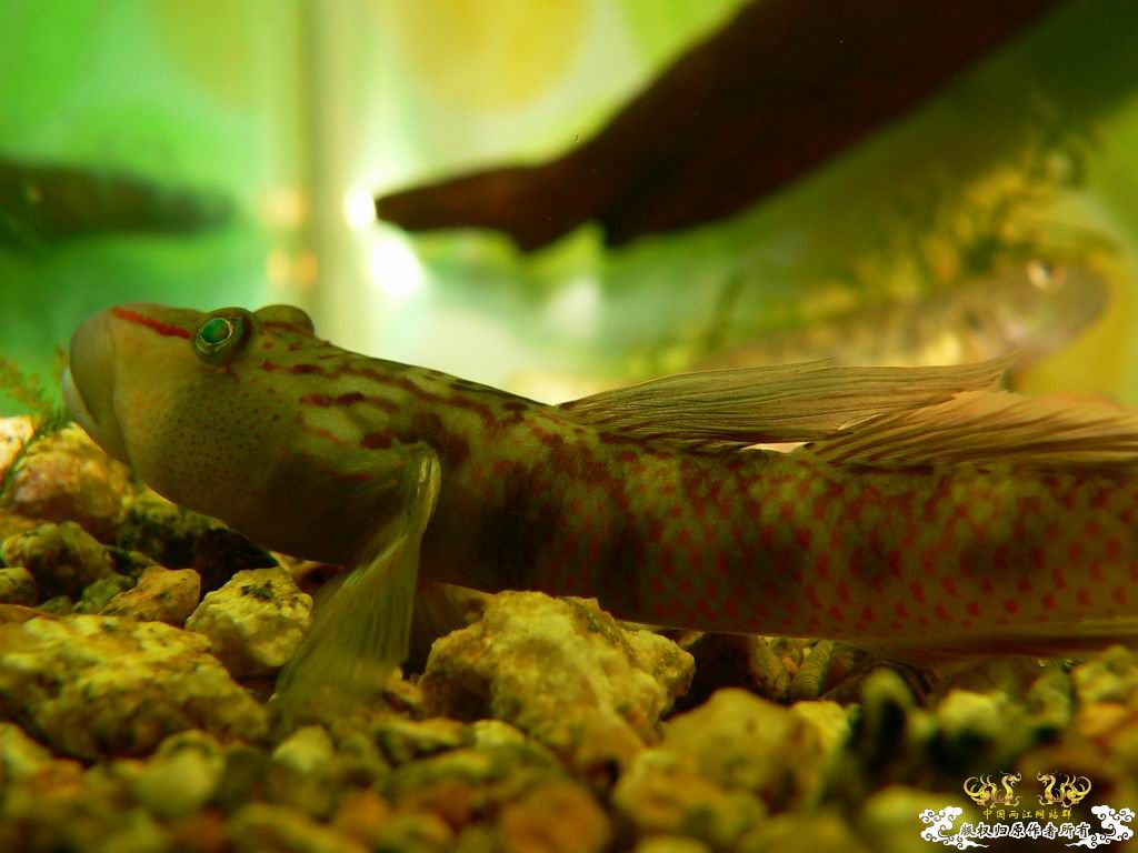 [原创]褐吻新照