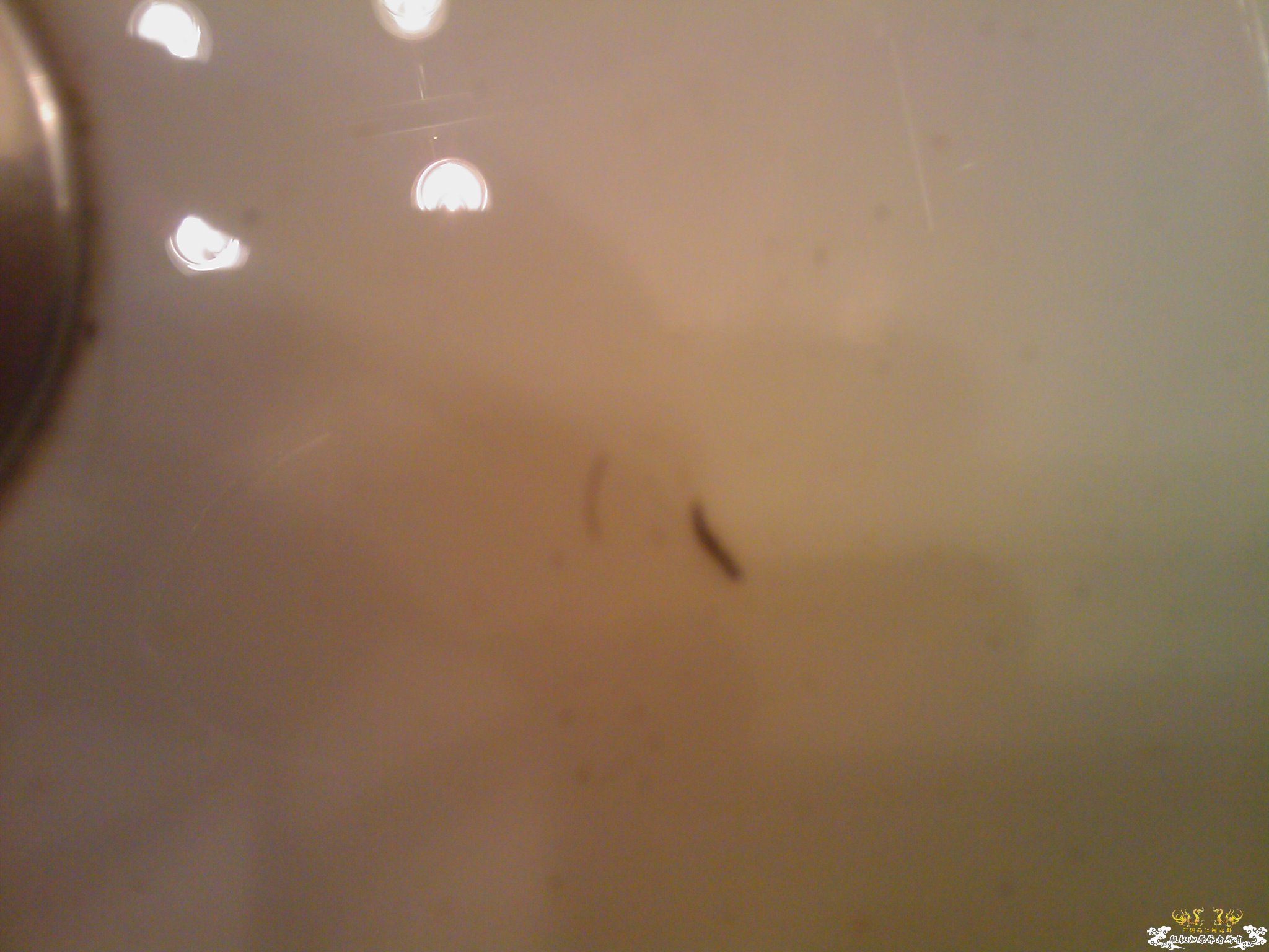 爱好了这么久的水中生物，第一次观察到自来水中的“原生物”