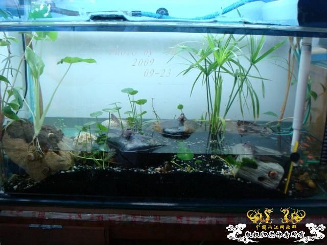 [原创]再拍半水缸