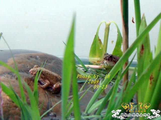 [原创]再拍半水缸