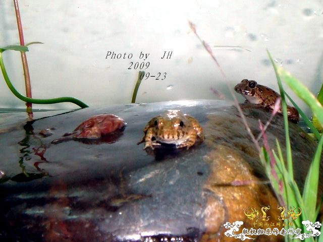 [原创]再拍半水缸