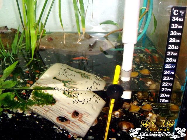 [原创]再拍半水缸