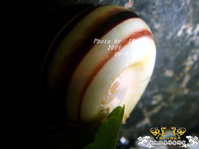 [原创]再拍半水缸